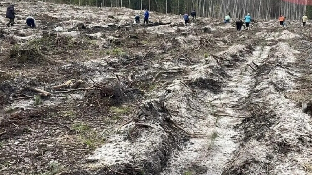 В Калужской области приступили к весеннему восстановлению лесного фонда на площади более 3000 гектаров