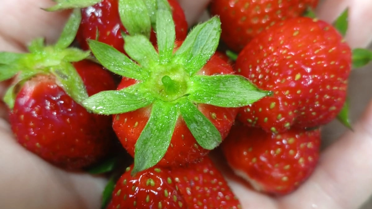 Сыпьте этот копеечный порошок под клубнику — урожай будете собирать вёдрами! Секрет старого агронома