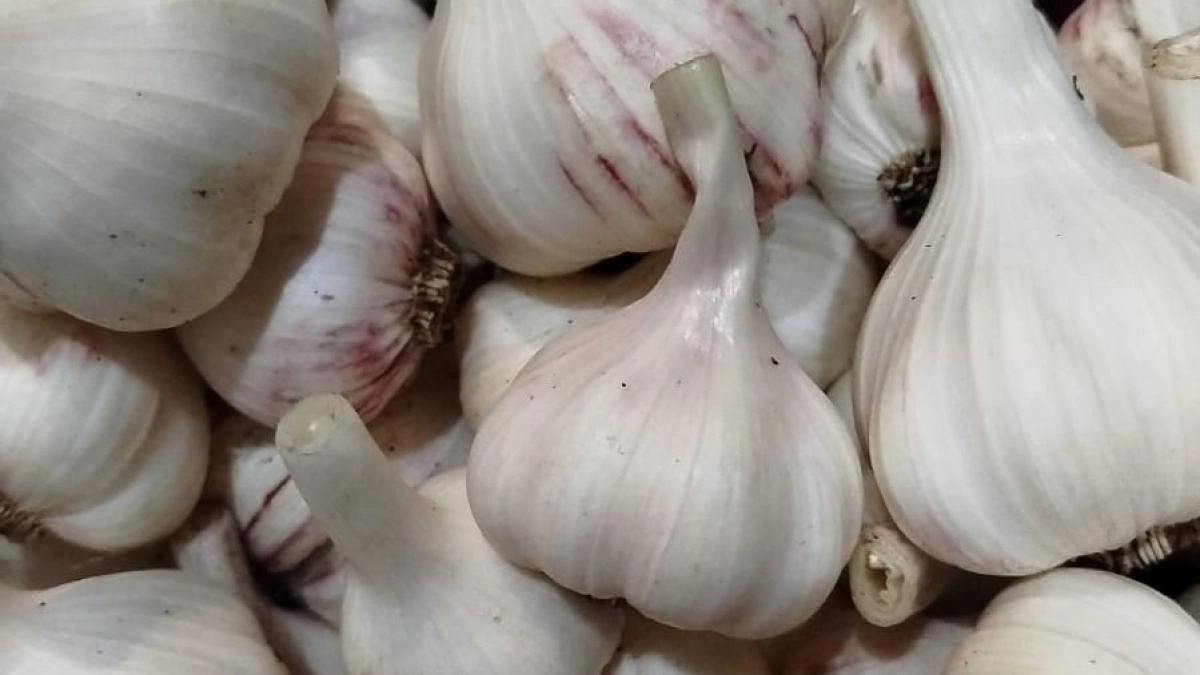 Не сыпьте золу! Сода спасает чеснок: 1 ст.л. на ведро — чеснок размером с яблоко, мой опыт на 50 растениях