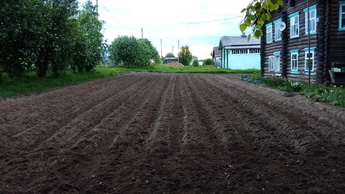 Сажая картошку китайским способом, можно получить урожай в количестве 2 – 3 ведер с куста