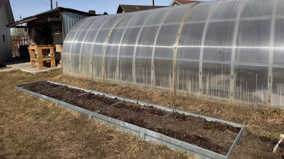 Кидаю всегда это в лунки, сажая огурцы в открытый грунт, чтобы собрать урожай в 15-17 кг с 1 м2