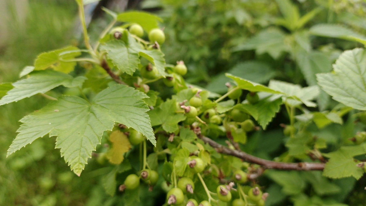 2 ложки на ведро – смородина круглый сезон как с картинки, ни тли, ни гусениц, ни мучнистой росы 