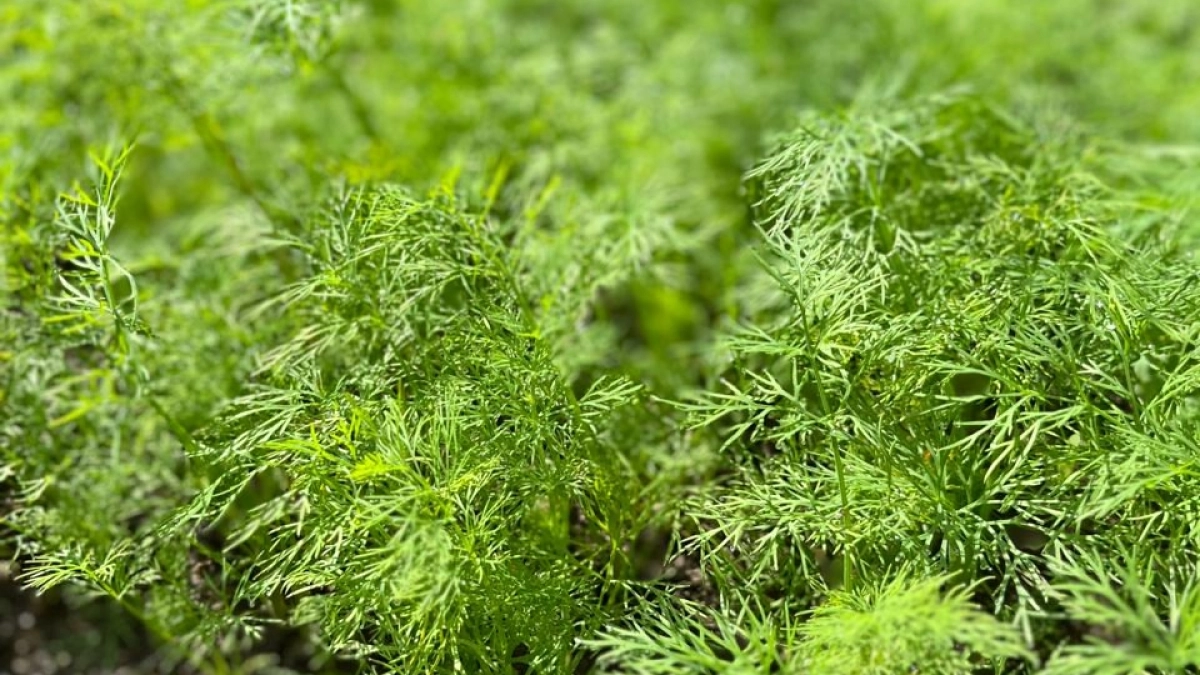 Укроп взойдет щеткой и весь сезон будет кудрявый, без зонтиков. Обычная советская хитрость