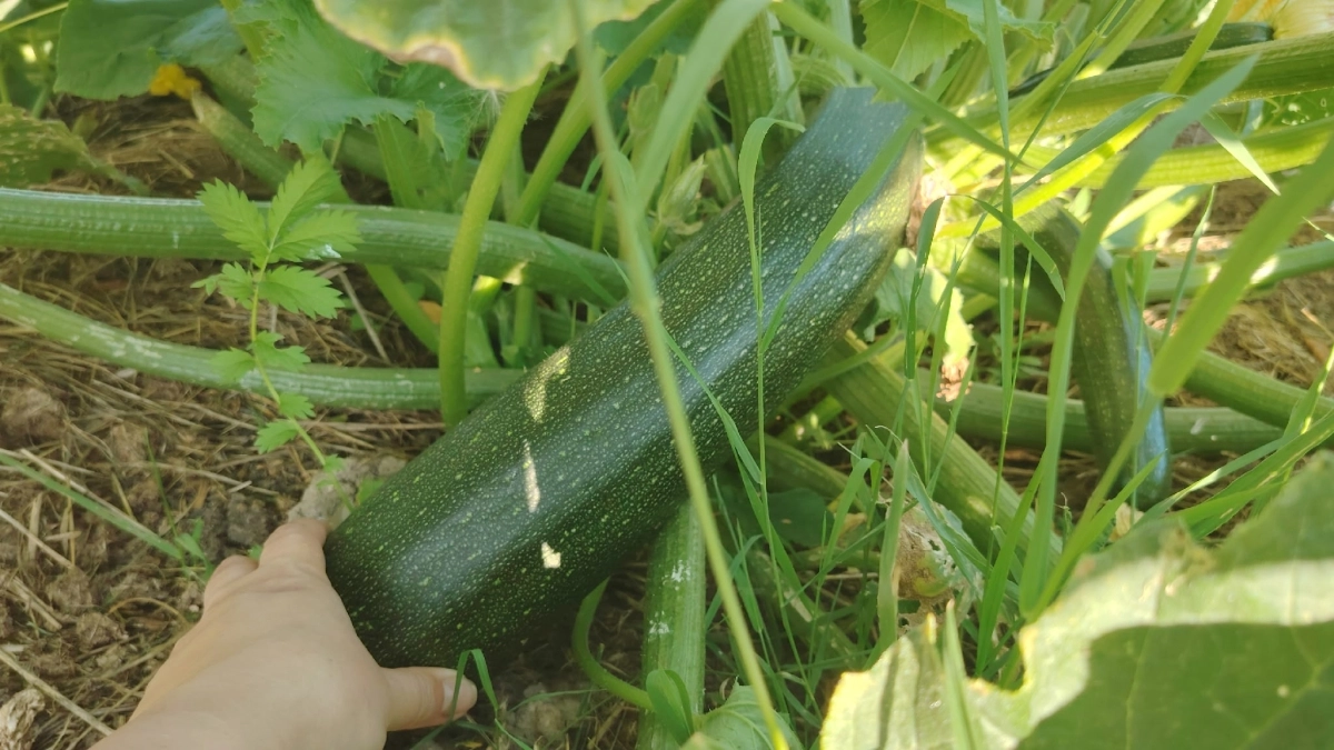 Цветут кабачки? Срочно вносите эти удобрения — иначе урожая не будет