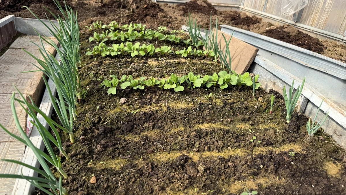 Сажаю один раз и ем потом годами — 10 многолетних овощей, которые реально экономят время. Урожай без лишней суеты