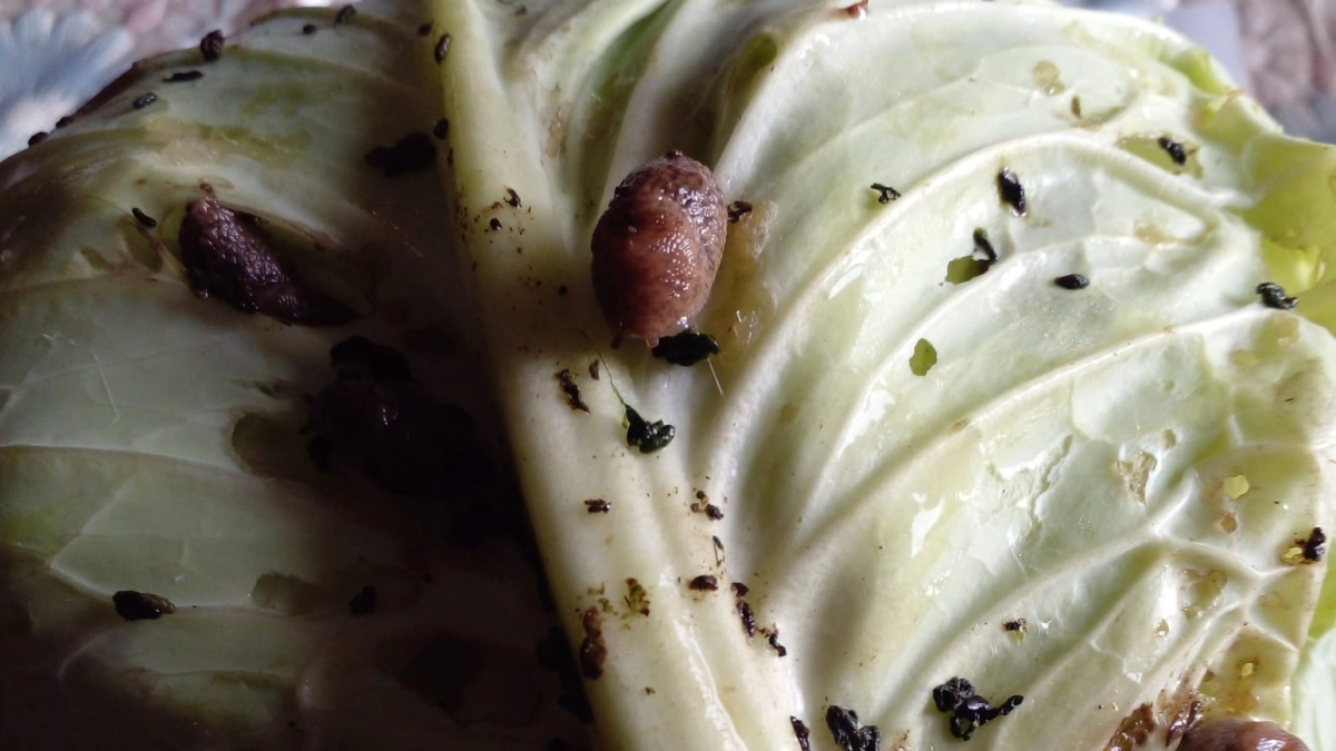 Капусту больше не тронут вредители. Всего 1 таблетка и больше никаких слизней, блошки и капустницы. Вся капуста завяжет целые кочаны