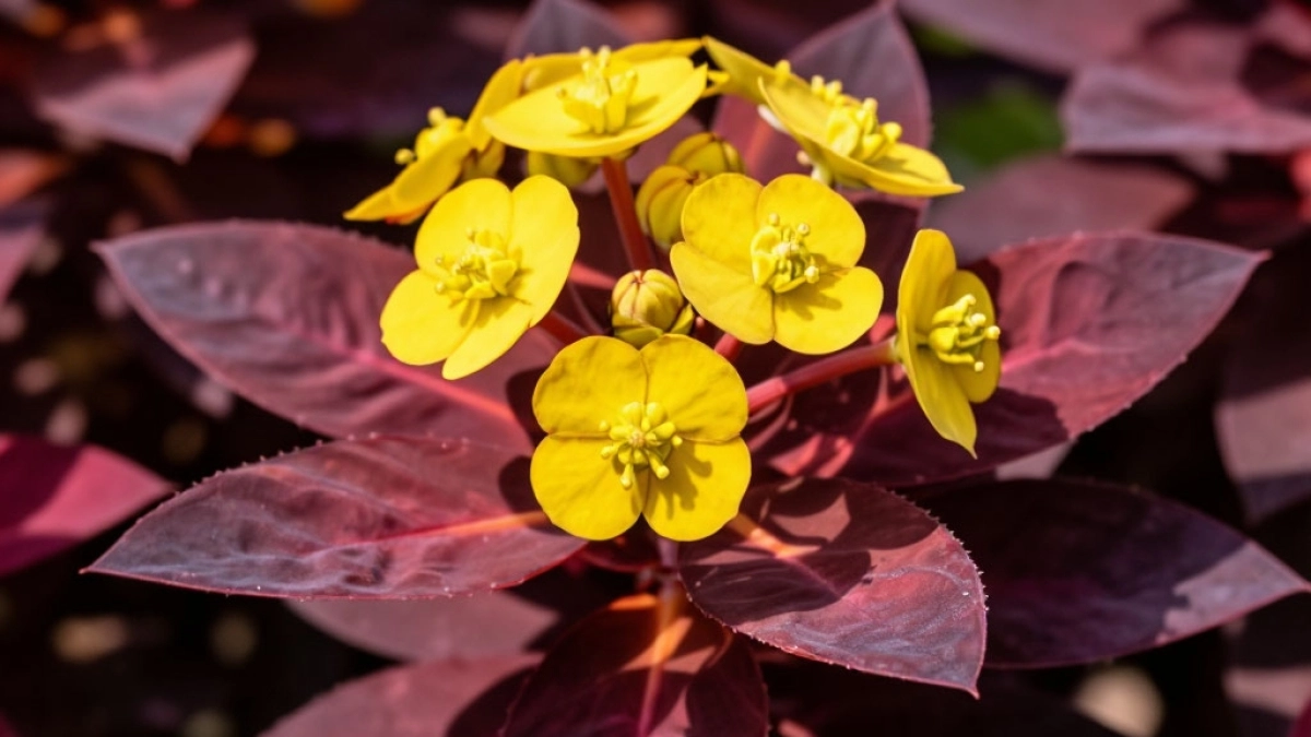 Бордюр становится огненной рекой: этот куст меняет краски целое лето без лишнего ухода