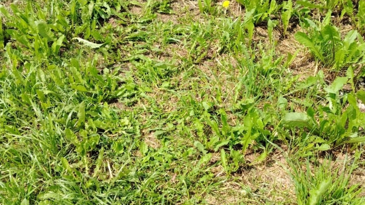 Бесконечный рост сорняков прекратился, а я выдохнула: помог научный подход к борьбе с такой травой на грядках
