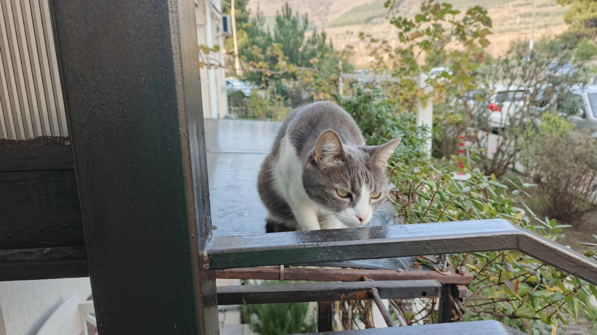 Вот по какой причине вы никогда не должны наказывать кошку за плохое поведение