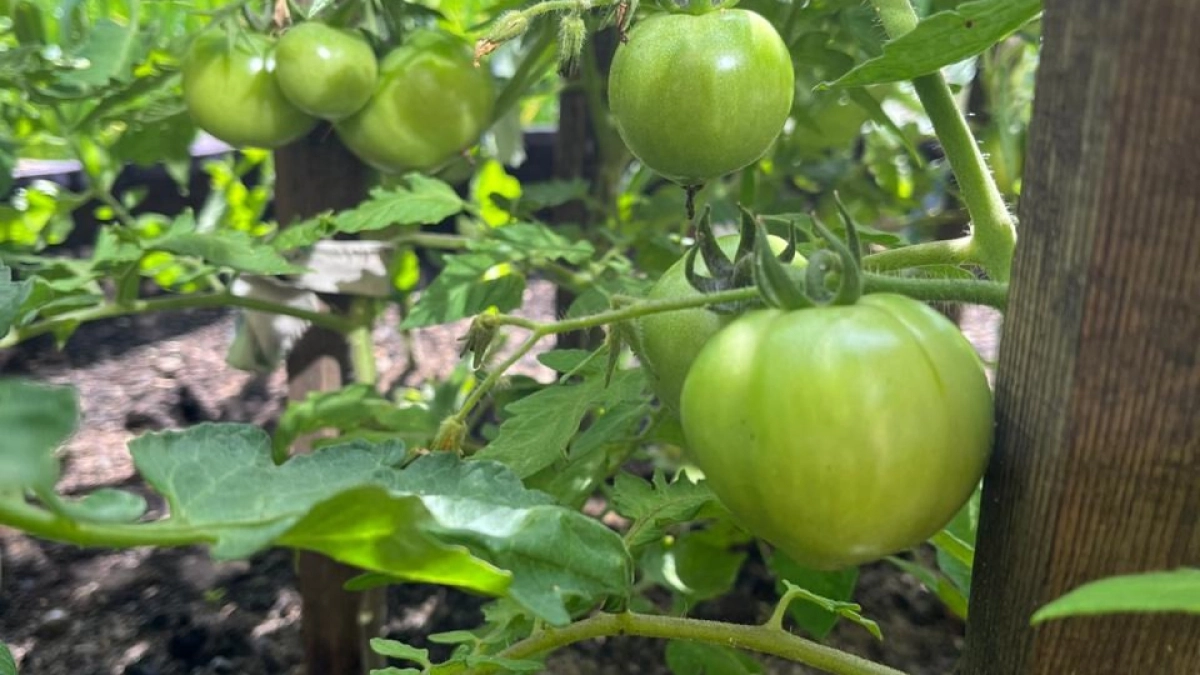 Собираю по 10 кг мясистых томатов с куста без единой белой жилки. Агроном показал мне прием с древесной золой