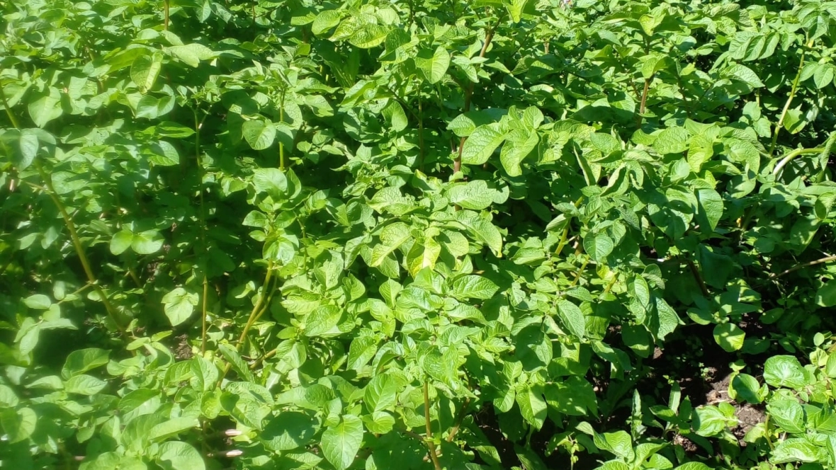 Маленькие хитрости для отличного урожая: как правильно подготовить лунки под посадку картофеля