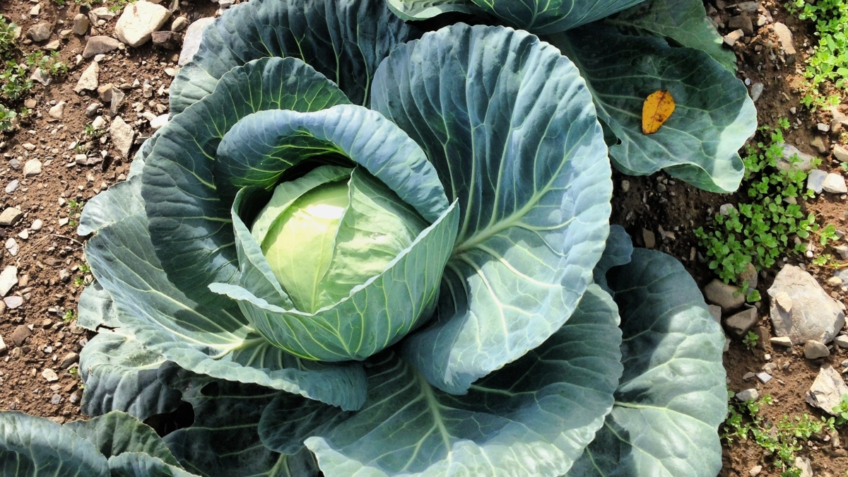 Почему китайцы поливают капусту солёной водой: попробовала их способ - кочаны выросли в два раза крупнее