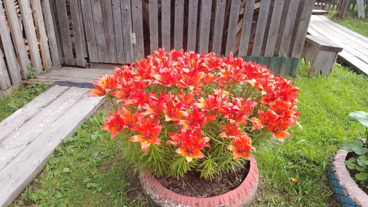 Лилиям после прорастания – необходимо: 4 процедуры для обильного и пышного цветения