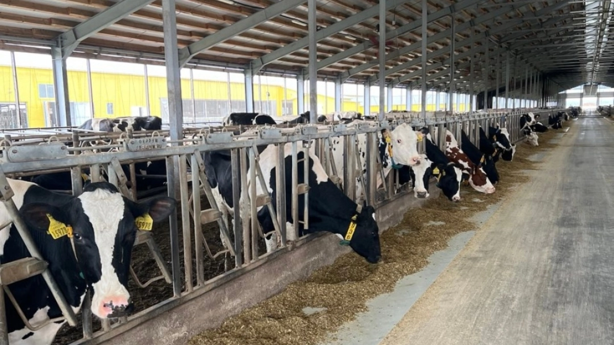 В Калужской области отменили карантин по лейкозу коров, действовавший 4 года