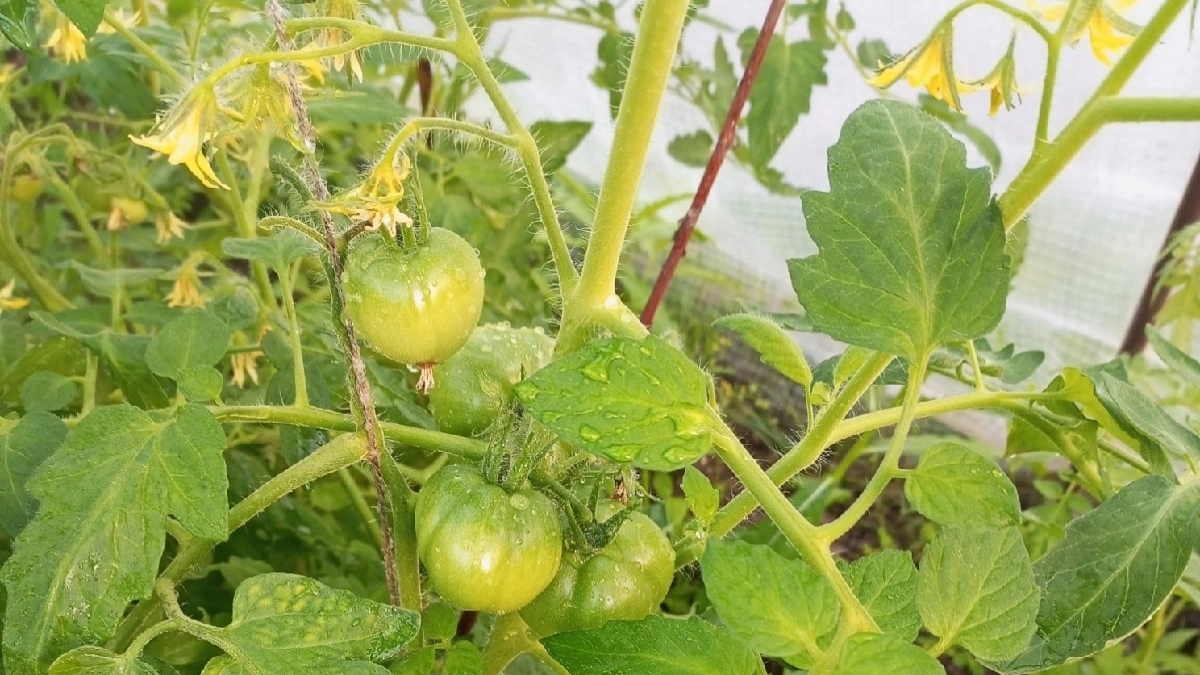 Соседи завидуют моим помидорам уже несколько лет: прием в утреннем поливе до 9:00 с 1 добавкой