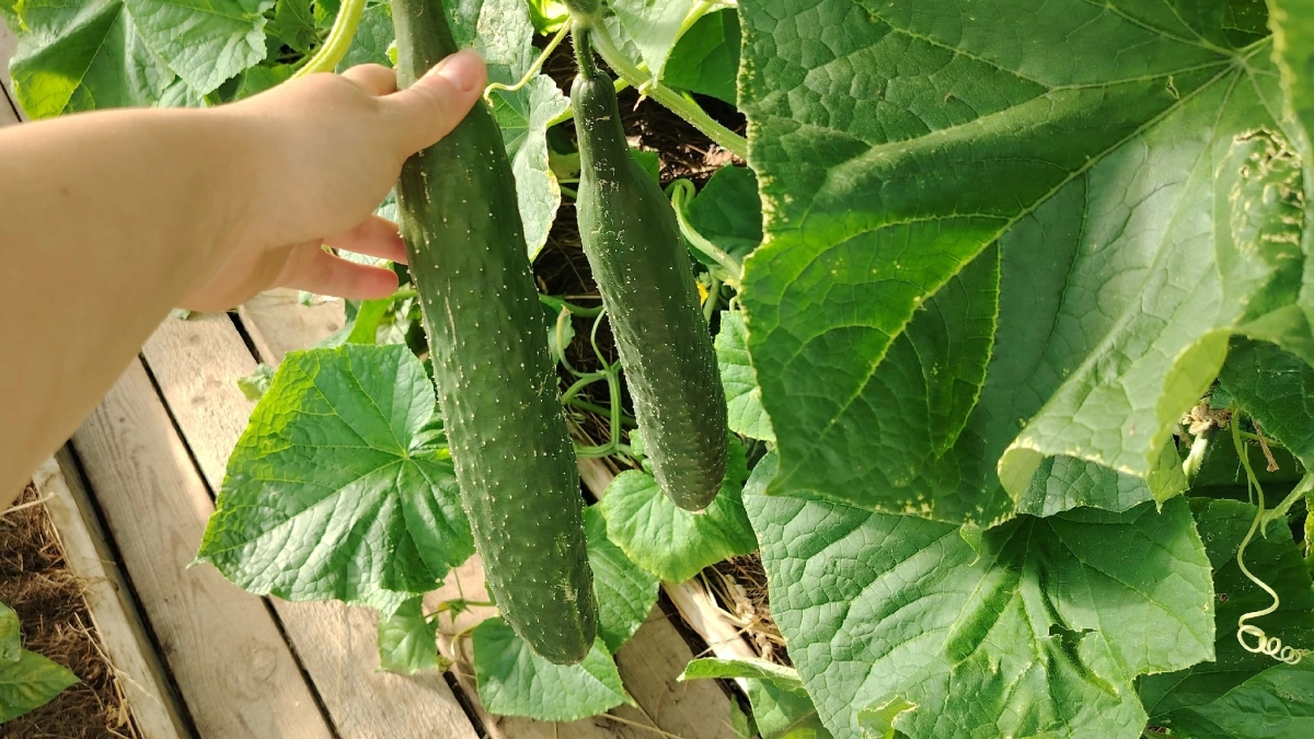 Ошибки садоводов: температурные перепады при выращивании огурцов ведут к сбрасыванию завязей
