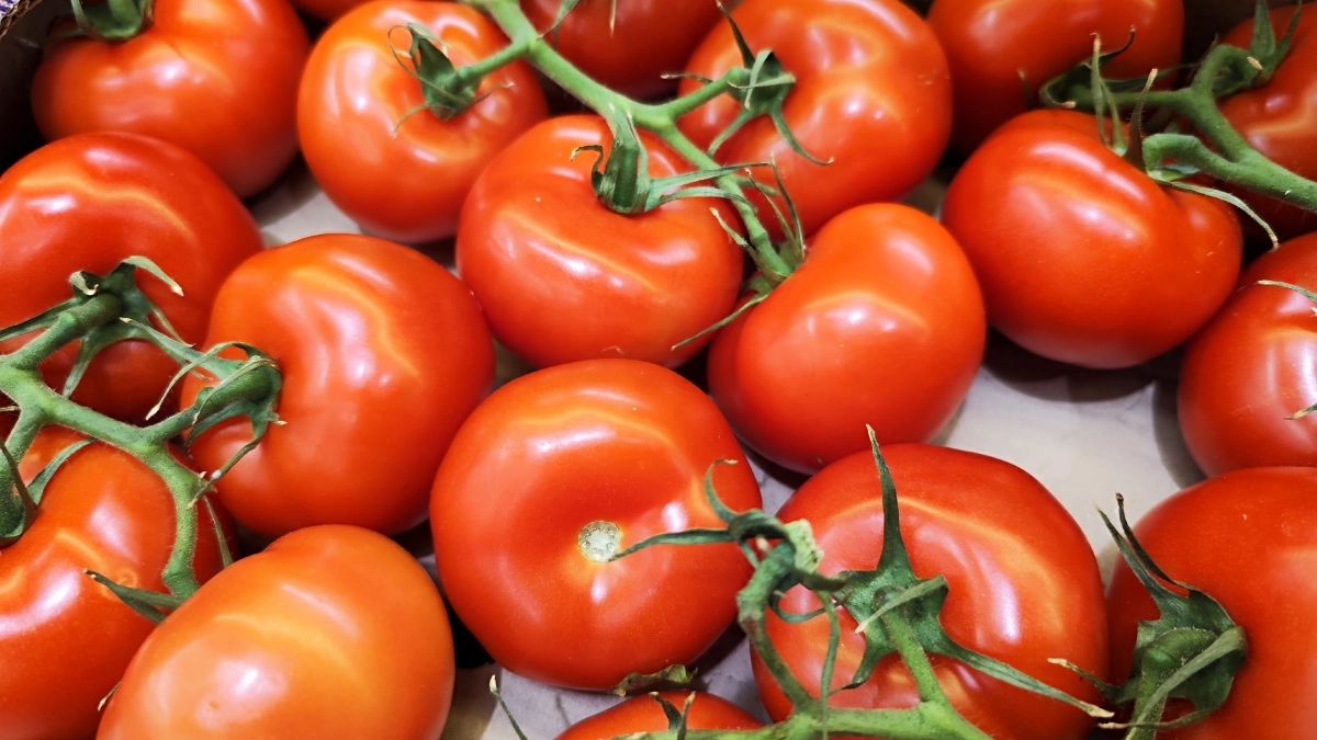 Сажаю томаты ямочным методом и забыла о вершинке: поливаю только раз в неделю