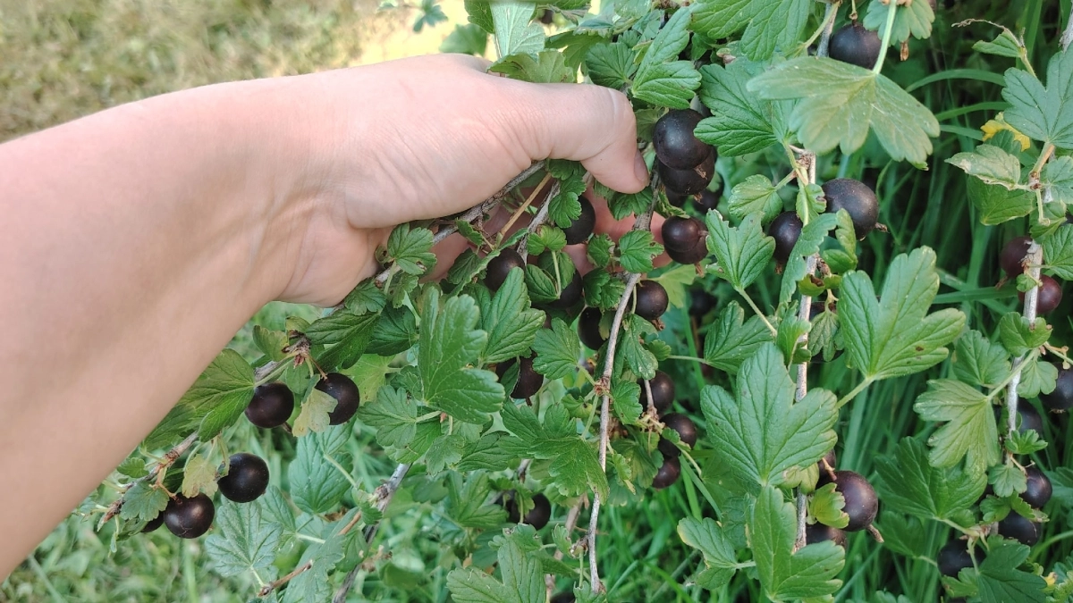 Сода для смородины: простой и безопасный метод защиты и подкормки