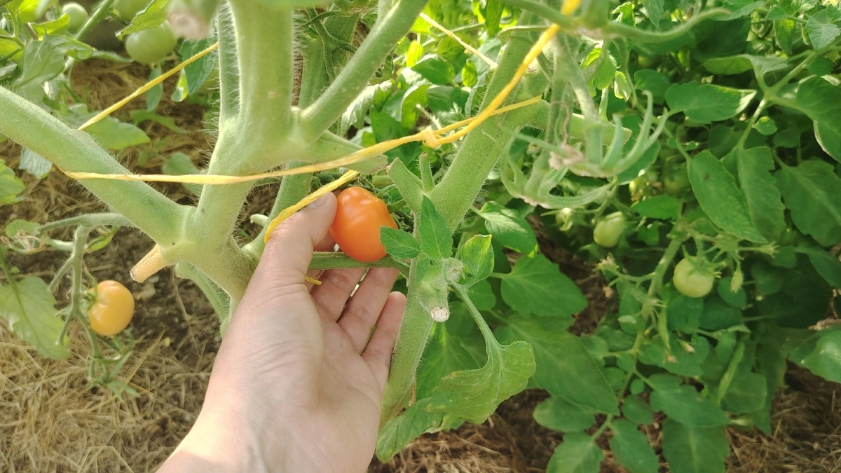 Лью под томаты и урожай ведрами собираю до самой осени: сразу 5 лучших подкормок для томатов на любой стадии роста и плодоношения