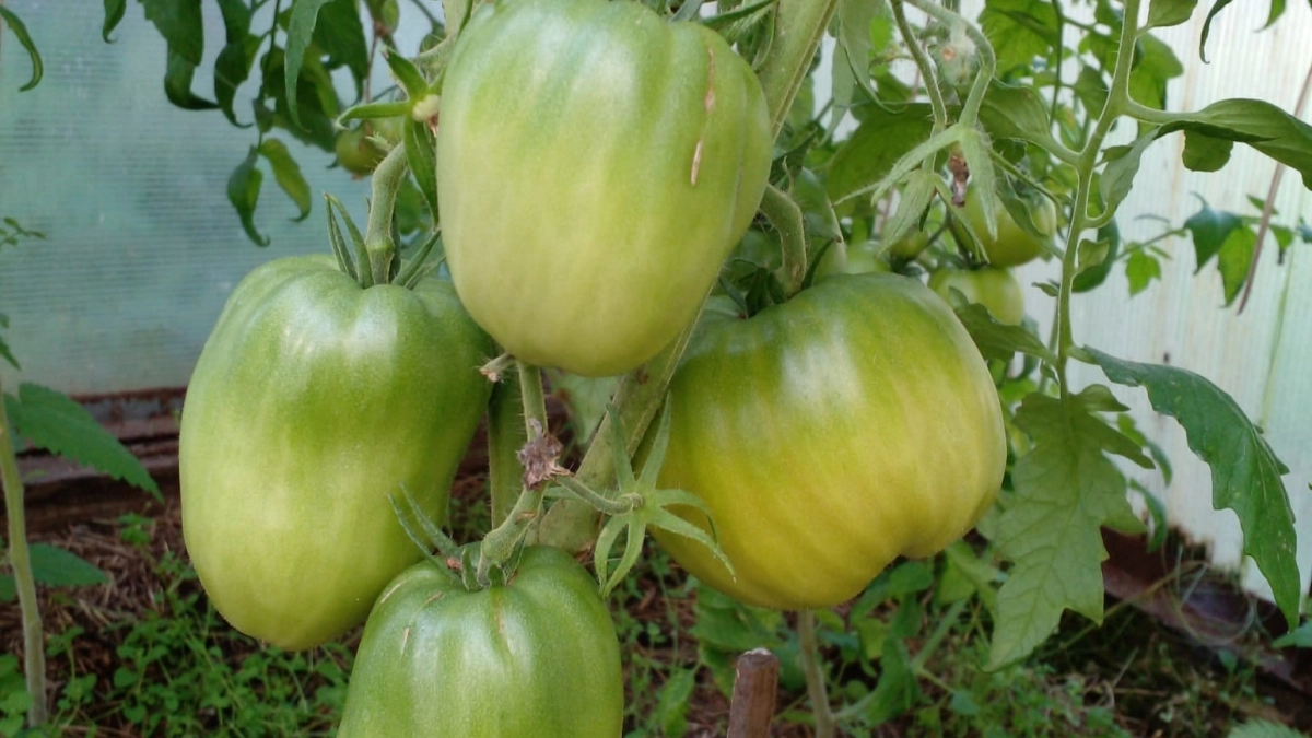 Собираю с 1 м2 до 17-19 кг помидоров: кладу в лунки при высадке томатов эффективные подкормки - они не болеют и растут как на дрожжах