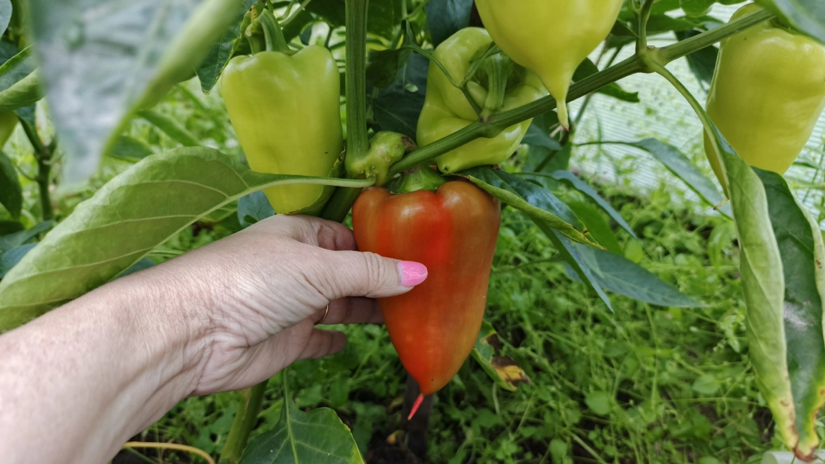 Про перец: вот от чего зависит размер плодов и толщина стенок - 3 подкормки в июне и июле. Моя личная шпаргалочка и схема питания