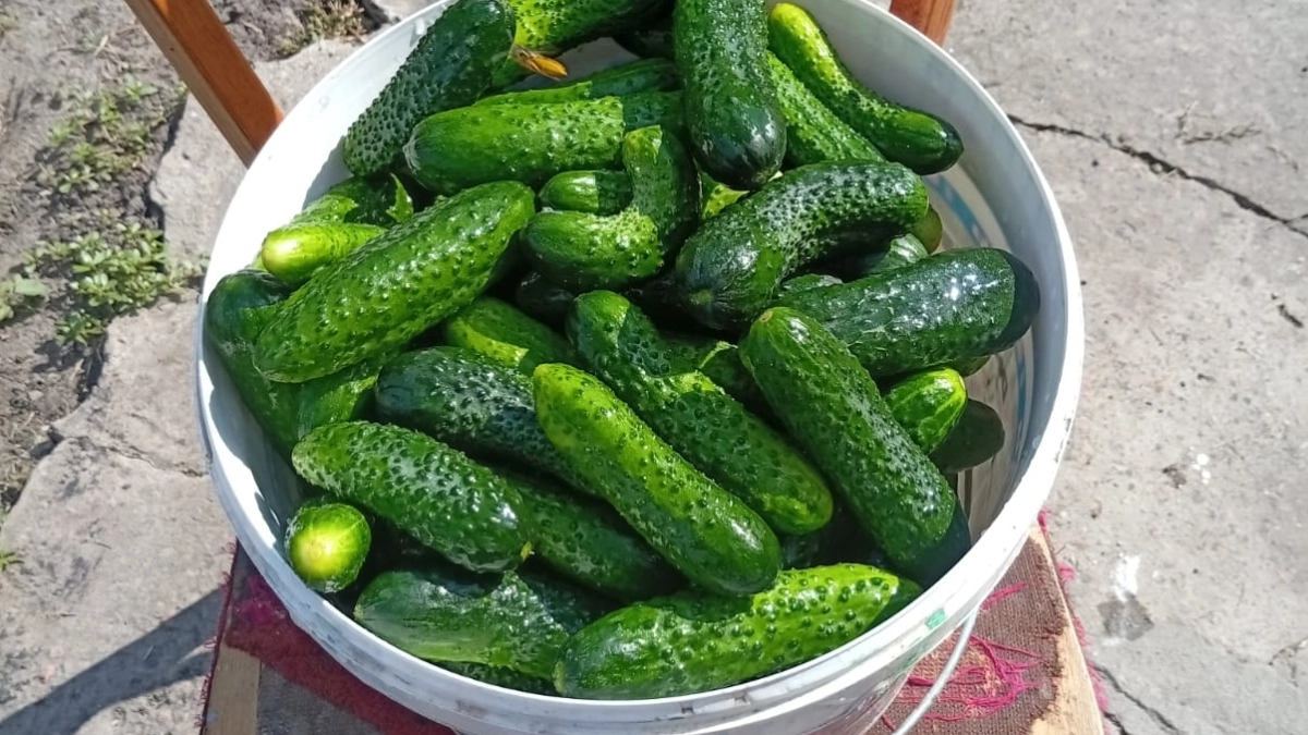 Огурцам навоз не нужен! Вот что необходимо для богатого урожая огурцов