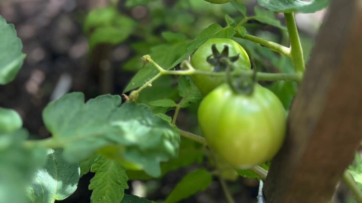 Рассада томатов в теплице: какой мороз переживет без всякого обогрева