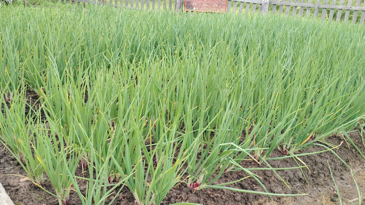 Не азот и не зола: вот что на самом деле делает лук таким крупным и сладким