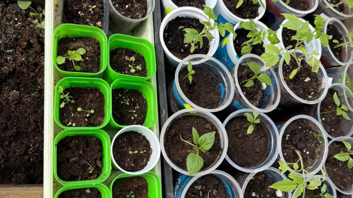 Рассада толстеет на ваших глазах: 1 «листочек» на банку воды, и подкормка готова - просто и эффективно