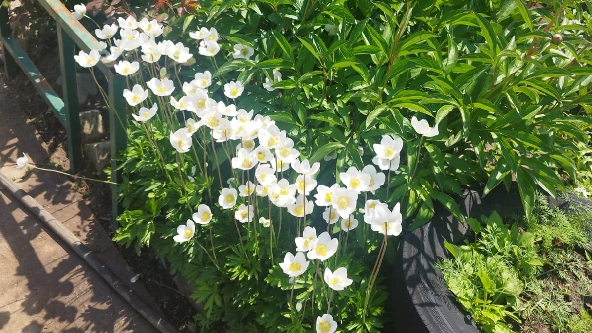 Бросьте семена в грунт в апреле — в июне сад будет в малиновых, розовых и белых шарах. Садовый гигант с шапками до 15 см