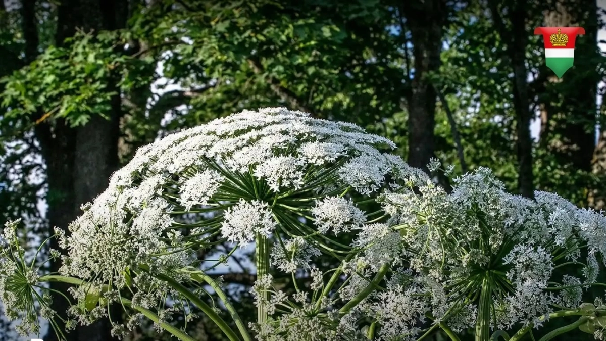 В Калужской области активизируют борьбу с борщевиком Сосновского: очаги выявлены почти на 4000 гектар