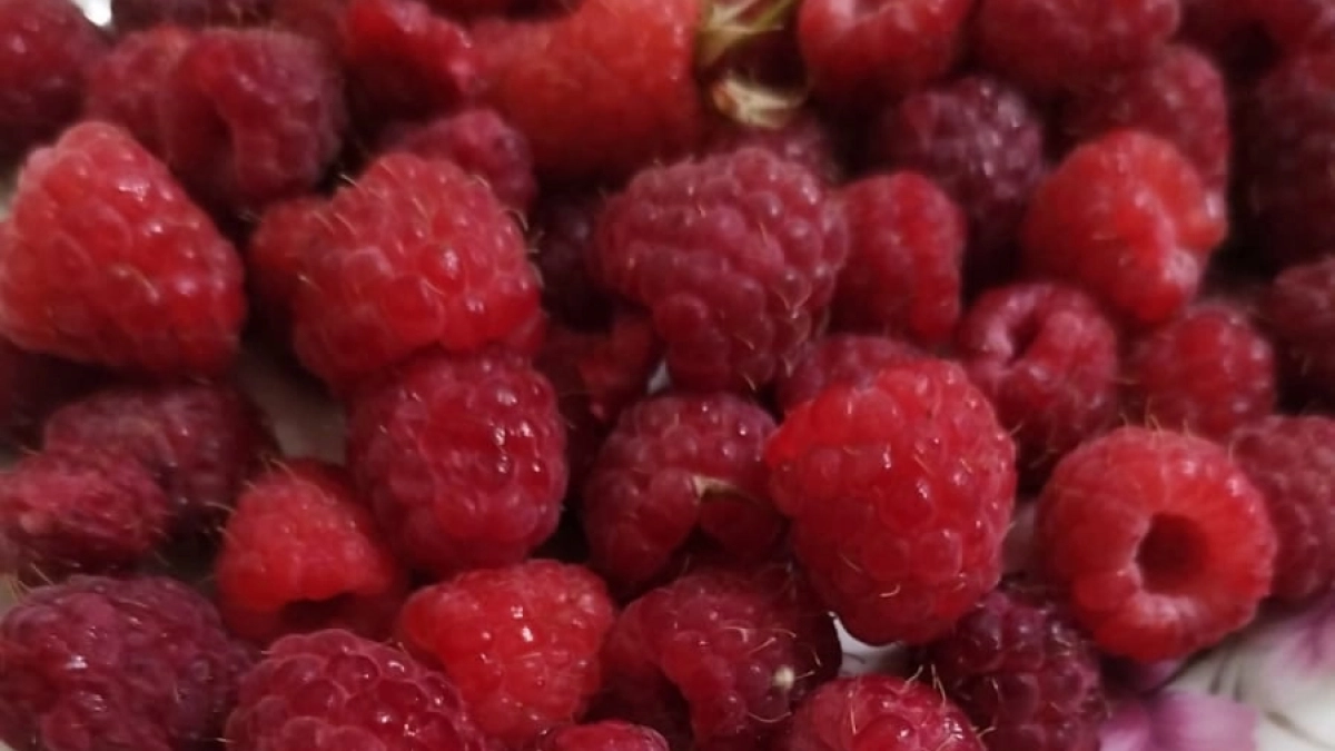 2 л в лунку под корень малине - и вместо хилых кустов прут дремучие джунгли, а ягоды будут слаще зефира 