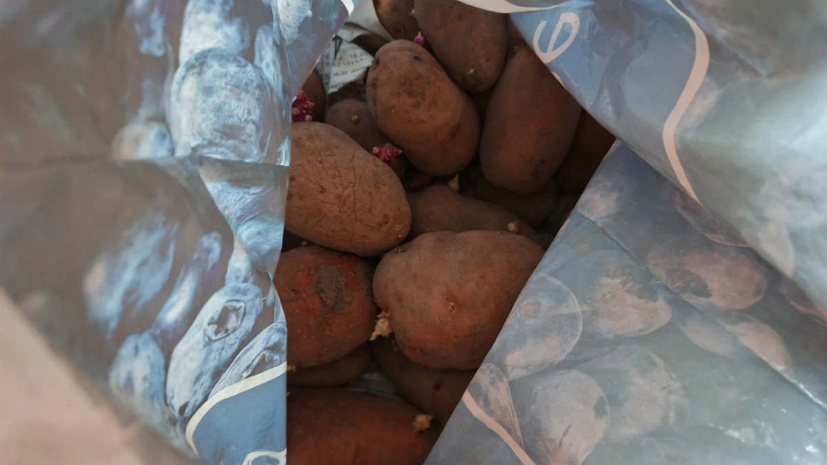 Ранний картофель «Лабелла»: когда уже ждать первый урожай  