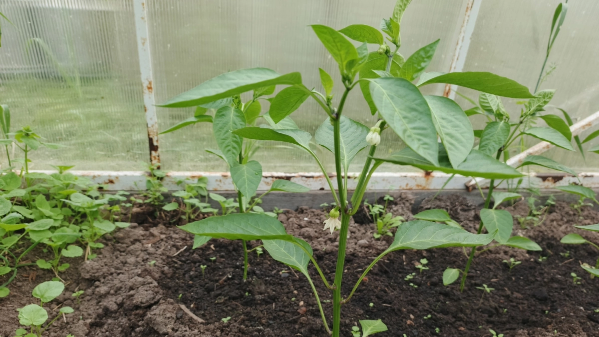 Про перец: 3 золотых правила на утолщение стебля и укрупнения листа - агрономы говорят. Без подкормок и досвечивания растет как на дрожжах