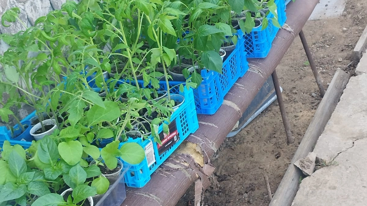 Чем подкормить рассаду в апреле на окне, чтобы она стала коренастой и не бледнела