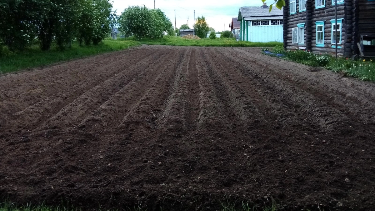 Вы сажаете картошку лунками? Или по какой причине вы теряете половину урожая