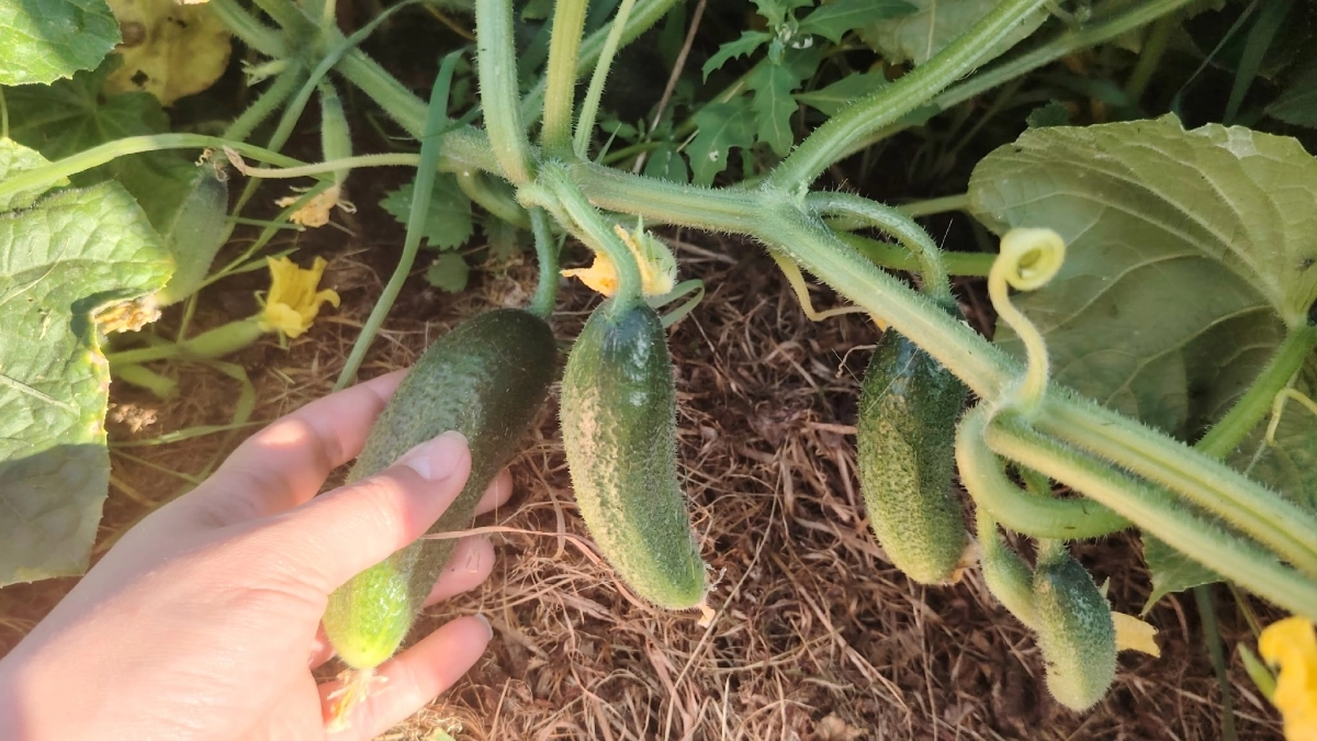 Поливаю огурцы бабушкиной народной подкормкой после высадки. 3 обычных ингредиента дают урожай на 7 дней раньше