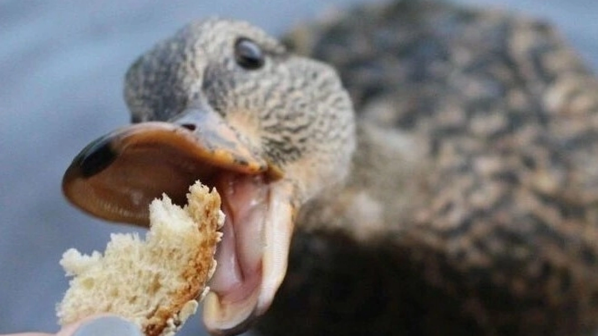 В калужском сквере Содружество установили автомат с полезным кормом для уток