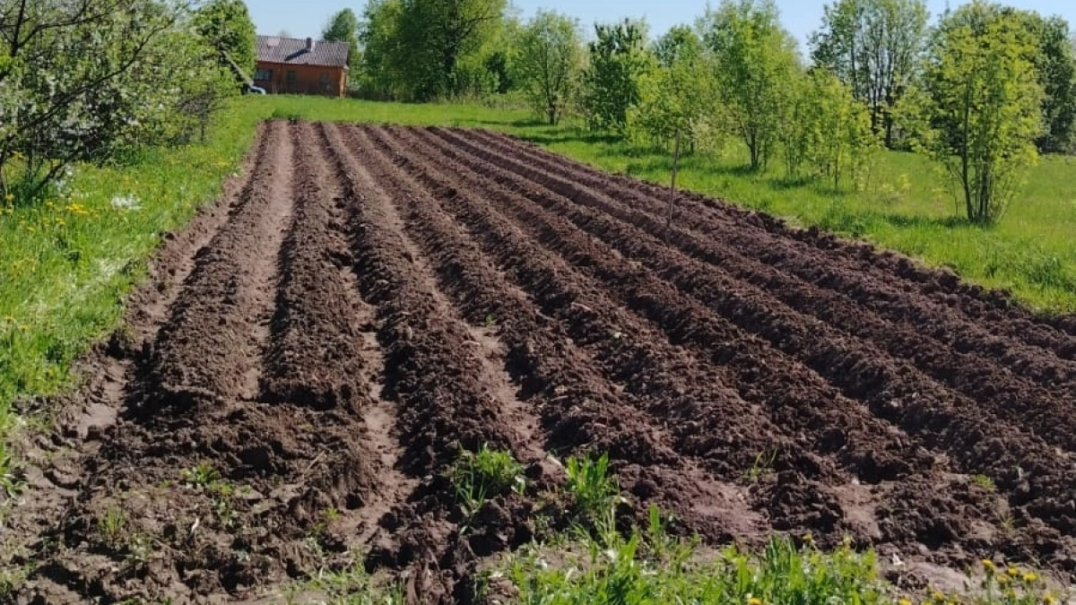 Один состав в лунку картофеля: уже 7 лет урожай не подводит