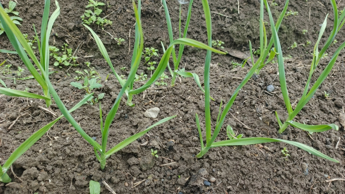 Мой чеснок никогда не желтеет и не сохнет! Каждую весну поливаю его «безотказной» подкормкой: головки потом крупные и плотные