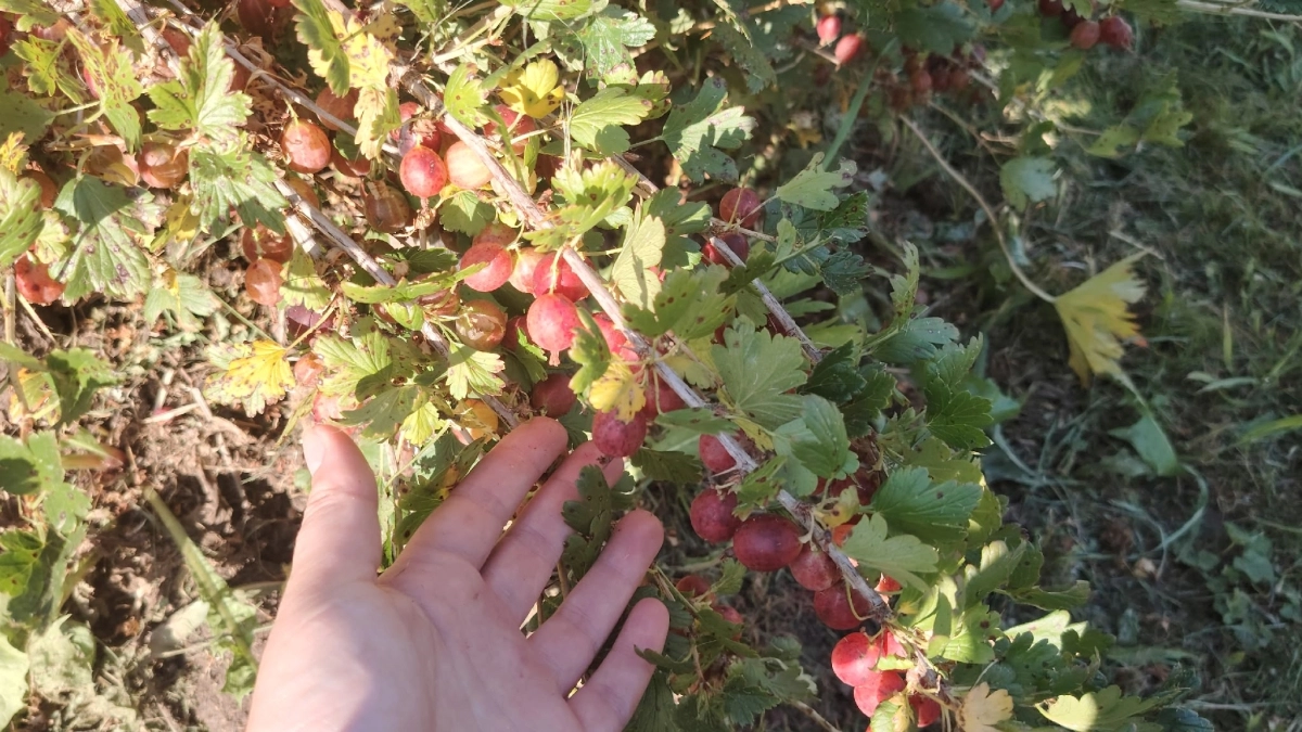 Даю крыжовнику соду — и уже 20 лет собираю по целому ведру ягод с кустика