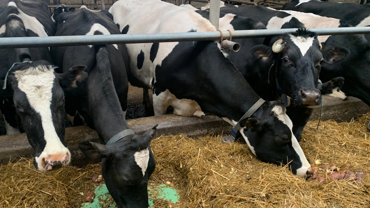 В муниципалитете Калужской области ввели карантин по лейкозу крупного рогатого скота