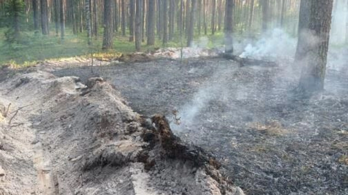 Лесной пожар в Калужской области уничтожил полтора гектара подстилки