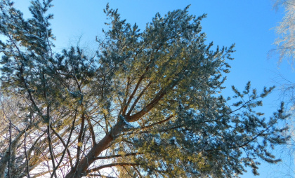 В Калужской области объявлено предупреждение о сильных морозах